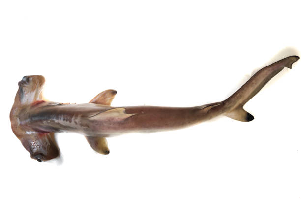istock Smooth Hammerhead Shark isolated on white Background.Selective focus. 1316086822