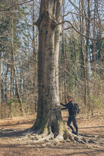 istock Man hikes through forest, and stands by large tree trunk 1316089735