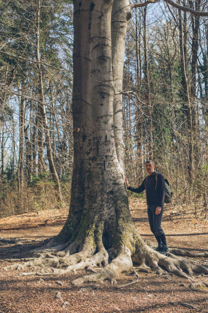 istock Man hikes through forest, and stands by large tree trunk 1316089933