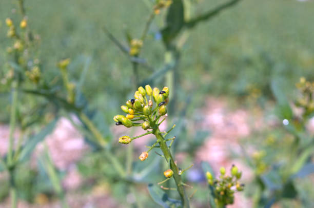 유채병, 브라시카 나푸스, 클로즈업 - black bean aphid 뉴스 사진 이미지