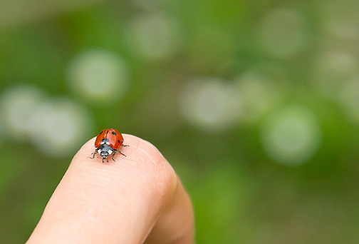 Macro of a ladybird (coccinella) on a petal of a daisy (leucanthemum) blossom in mountain meadow in summer season with blurred bokeh background and copy space woman hand