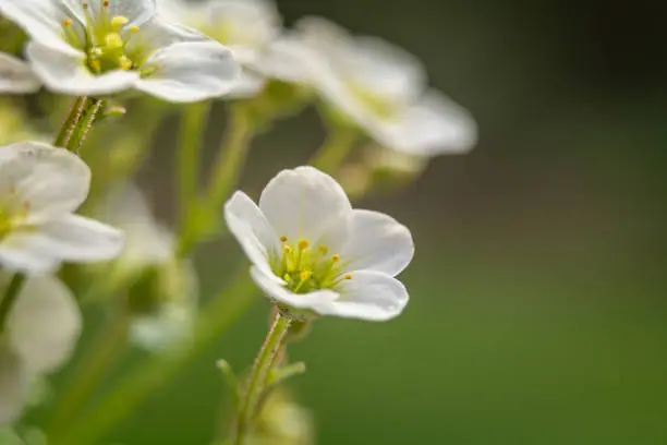 A photo of a flower approximately with a blurred background.