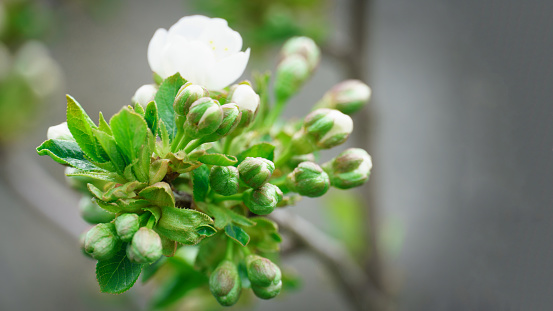 close-up of a branch of an apricot tree. floral pattern, natural background, spring bloom. white flowers, selective focus