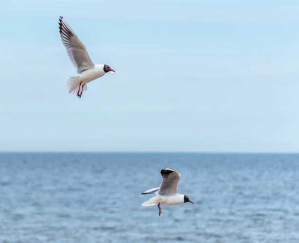 istock Black Headed Seagulls Flying at the Beach 1316092846