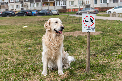 White Golden Retriever Sitting in a Park Next to a Clean up Dog Poop Sign