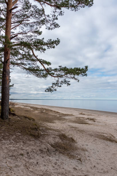istock Beach on the Baltic Sea in Latvia 1316093025