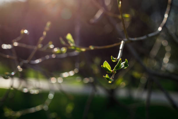 istock Spring, nature wallpaper. Blooming leaves on the branches of a tree. 1316094235
