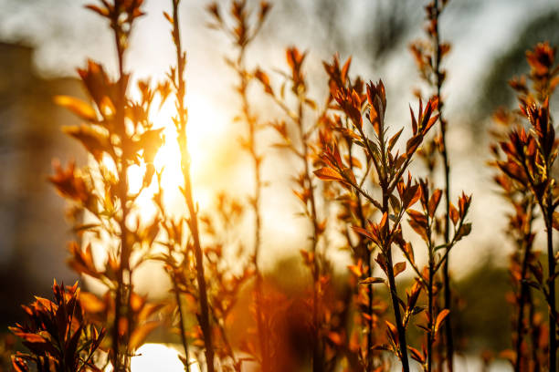 Plants background on a golden sunset