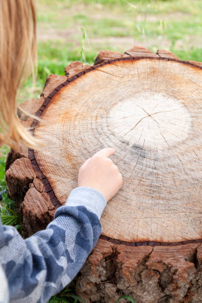 Little girl determine the age of the tree stock photo