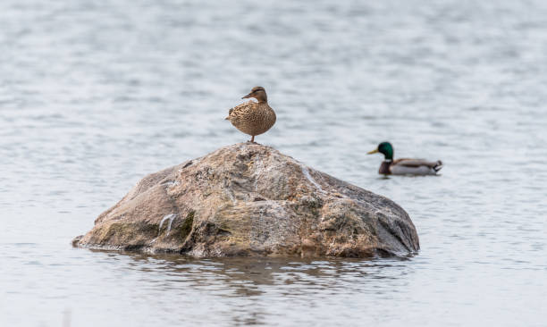 istock Duck doing Yoga on a Rock 1316094786