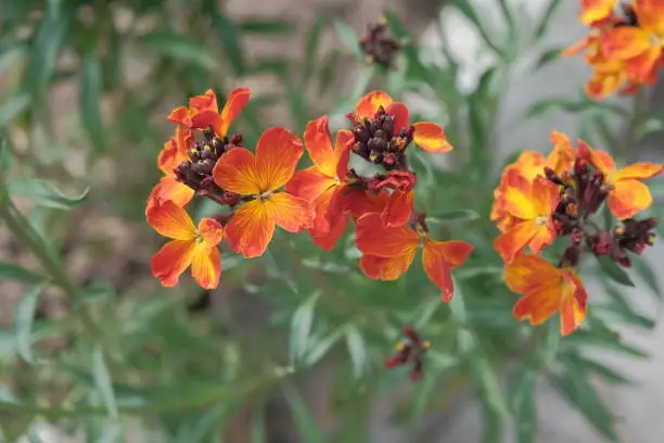 Wallflower, Cheiranthus cheiri or Erysimum cheiri. Lovely spring flowers with orange shade of petals