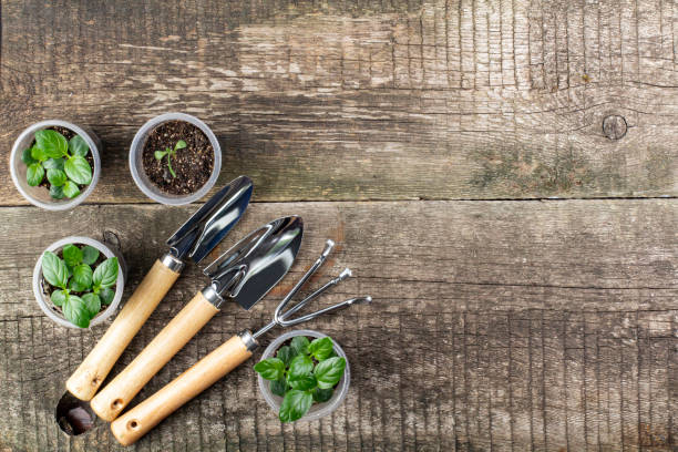 istock Gardening tools shovels and rake and seedlings on an old rustic wooden table, top view, flat lay, copy space. 1316098378