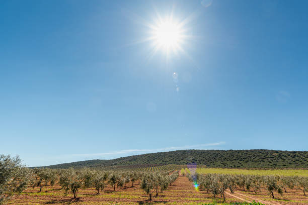 Olive trees in rows in a field sown for olive harvesting at sunset on a summer day