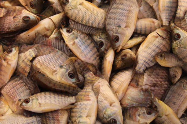 istock Freshly harvested tilapia fish from pisculture farm pond 1316098673