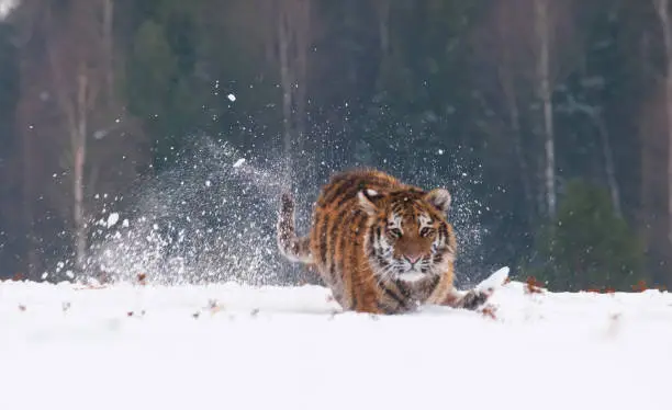 Natural scene with siberian tiger runnig in snowy taiga in russia (Panthera tigrais altaica)