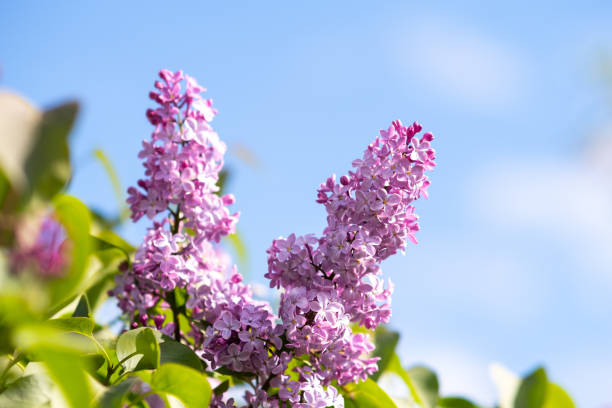 istock Violet vibrant lilac bush with blooming buds in spring garden. 1316100477