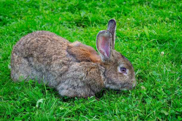 istock Broun bunny rabbit outdoors. Sitting on green grass in garden. 1316100790