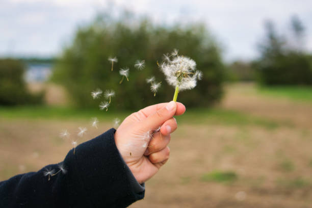 istock small dandelion in the hand 1316101907