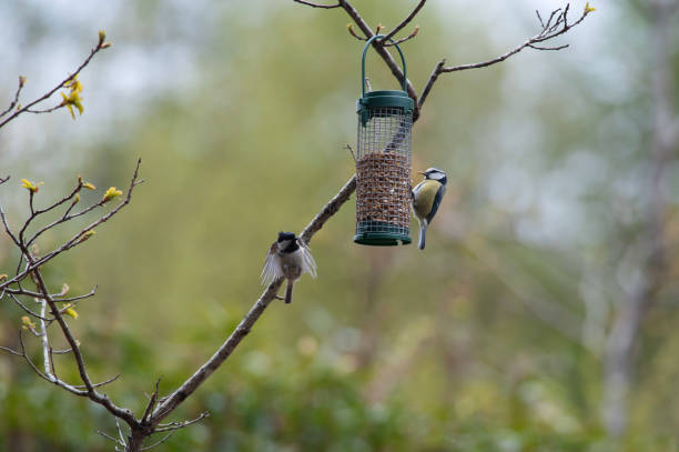 Coal and great tit in spring