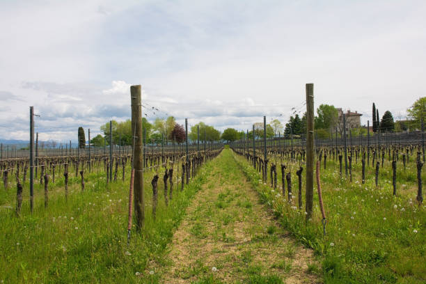 A vineyard close to the north east Italian village of Orzano in Friuli-Venezia Giulia in late April. The grapevines are only just starting their spring growth