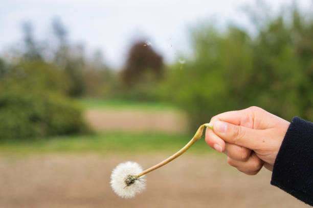 istock small dandelion in the hand 1316101915