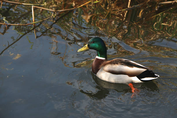 istock Duck strips relaxing in the cool waters of the river Lea 1316102076