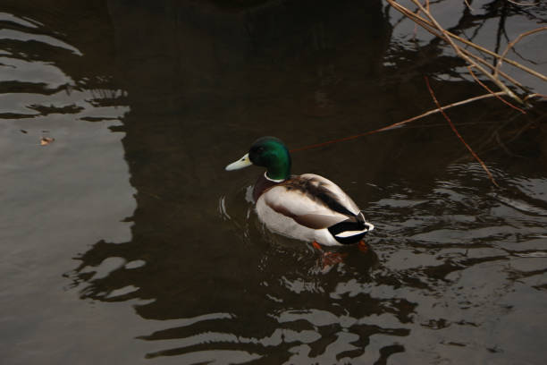 istock Duck strips relaxing in the cool waters of the river Lea 1316102148