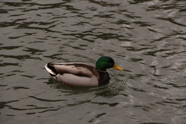 istock Duck strips relaxing in the cool waters of the river Lea 1316102544