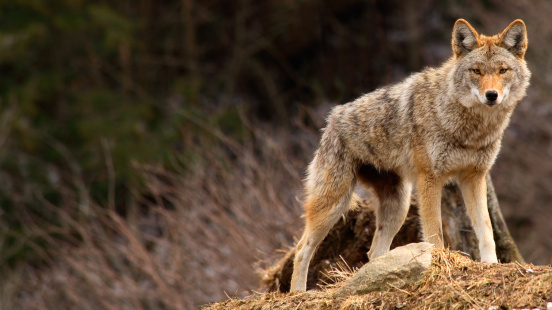 On a spring day, a coyote is standing on top of a hill and looking at the camera.