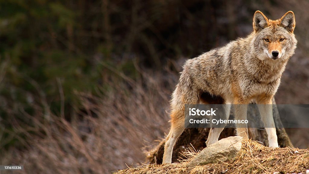 Coyote on Top of a Hill On a spring day, a coyote is standing on top of a hill and looking at the camera. Coyote Stock Photo