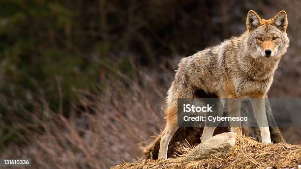 Coyote On Top Of A Hill Stock Photo - Download Image Now - Coyote, Animals In The Wild, Alertness