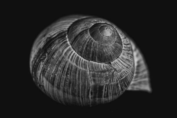 istock Snail shell lit from inside. Still life photography in studio. 1316103410