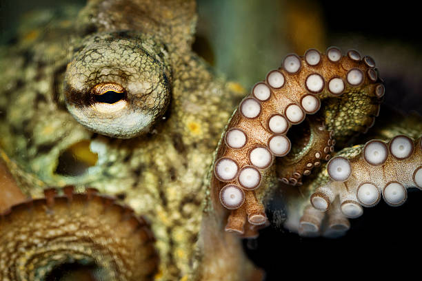 Close up view of an octopus in a fish tank