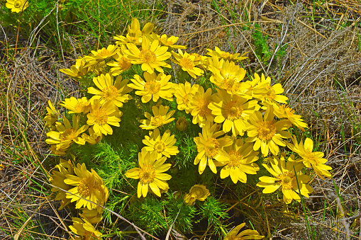 Spring yellow flowers Adonis vernalis, or Goritsvet (Ranunculaceae)