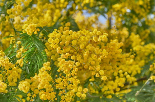 istock Yellow flowers of blooming mimosa tree 1316104346