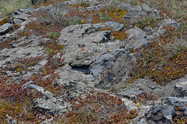istock Gray rock surface of the stone covered with moss and plants 1316104509