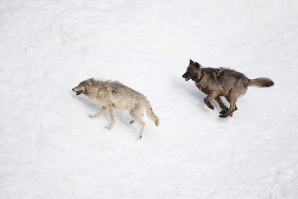 istock Two Wolves of the Yellowstone Wapiti pack playing / fighting 1316104629