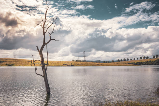 blick auf einen bedeckten midmar-staudamm mit einem toten baum und der reflexion der bäume auf dem wasser, kwa zulu natal, südafrika - midmar stock-fotos und bilder