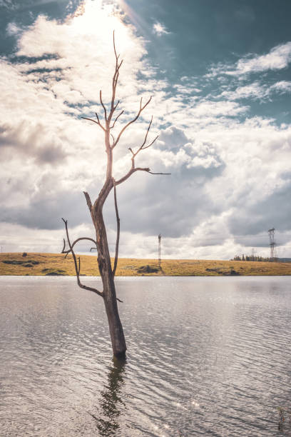 blick auf einen bedeckten midmar-staudamm mit einem toten baum und der reflexion der bäume auf dem wasser, kwa zulu natal, südafrika - midmar stock-fotos und bilder