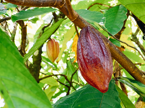 Cocoa Powder, Cacao Tree, Cacao