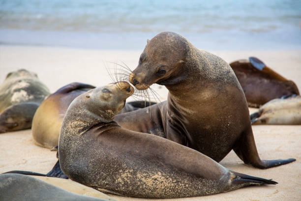 Taken in the Galapagos Islands, Ecuador