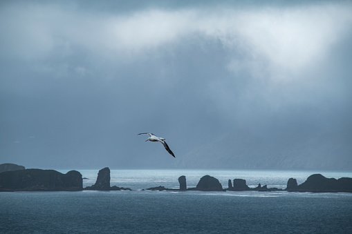 A wandering albatross - also snowy or white-winged albatross - (Diomedea exulans) glides effortlessly over a seascape interrupted by distant rock-formations, Prion Island, near South Georgia Island, Antarctica