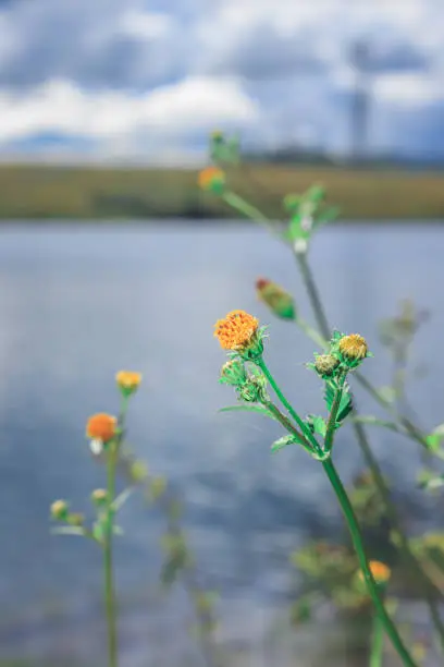 Flowering Biden pilosa plant growing next to a lake with a man canoeing in background, South Africa