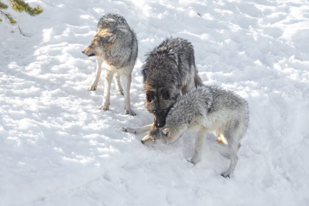 istock Three Wolves of the Yellowstone Wapiti pack playing / fighting 1316106480