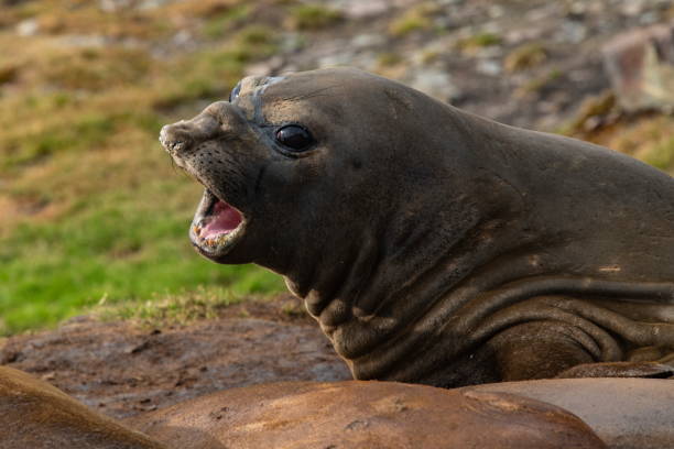 um jovem selo elefante do sul (mirounga leonina) expressa seu descontentamento com a boca amplamente aberta e ruídos estranhos e grunhidos - animal elephant seal seal yawning - fotografias e filmes do acervo