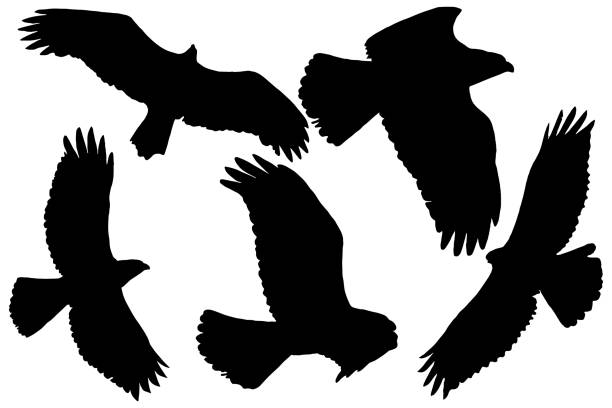хищные птицы силуэты в черном - ястреб stock illustrations