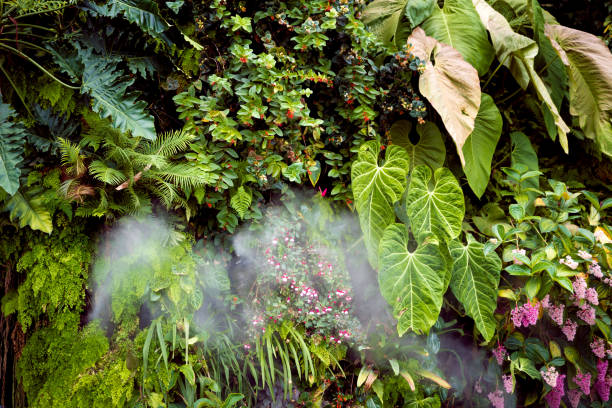 Green plant wall and lush foliage background Green plant wall design of tropical leaves (anthurium, philodendron, epiphytes or ferns). Green plants growing in cloud forest, rainforest in tropical climate anthurium stock pictures, royalty-free photos & images