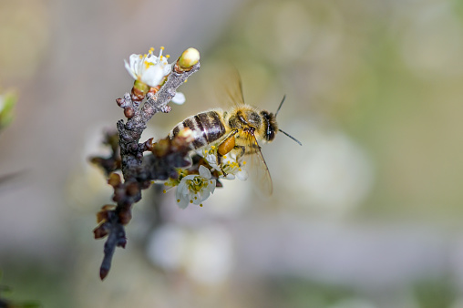 Close up shot an European honey bee collecting pollen of flowers at spring on a mountain
