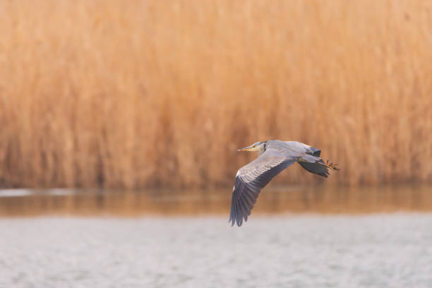 istock The Great Grey Heron Ardea cinerea in the wild 1316111234