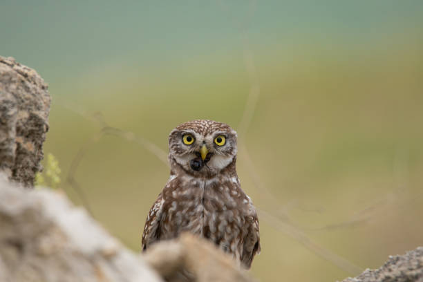 istock Little owl, Athene noctua, a beetle in its beak 1316111314